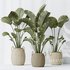 AV Indoor plants set 142 Ravenala Banana Strelitzia Nicolai Bird Of Paradise - Thumbnail 5