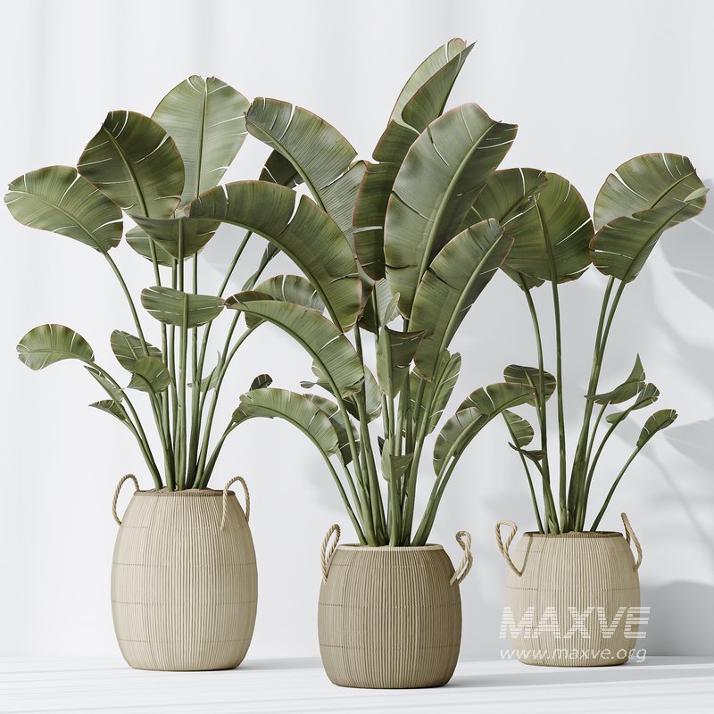 AV Indoor plants set 142 Ravenala Banana Strelitzia Nicolai Bird Of Paradise - Image 5