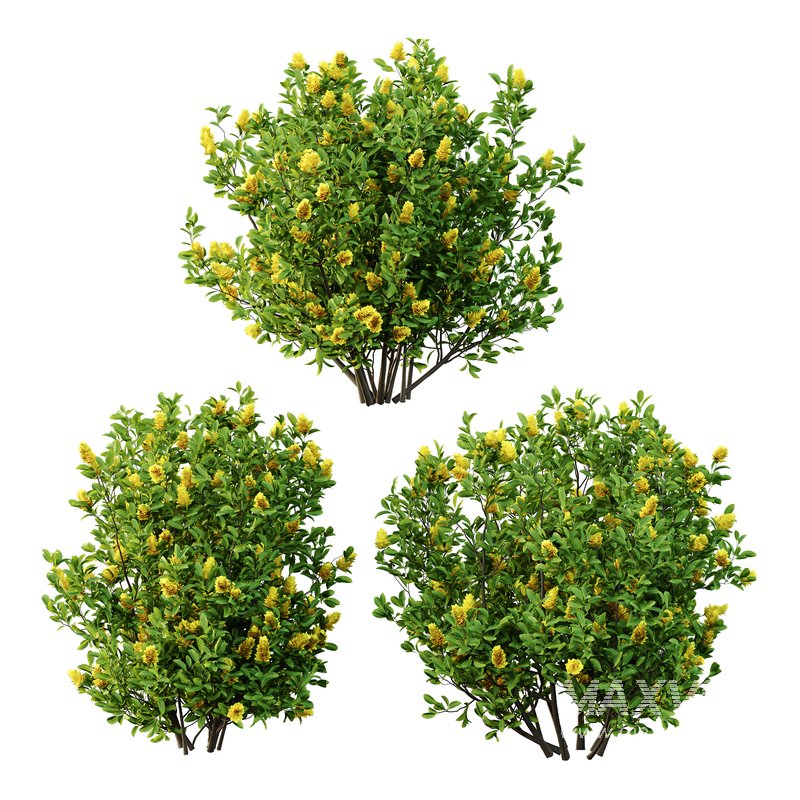 Argyrocytisus battandieri 06 -3Plants - Image 1