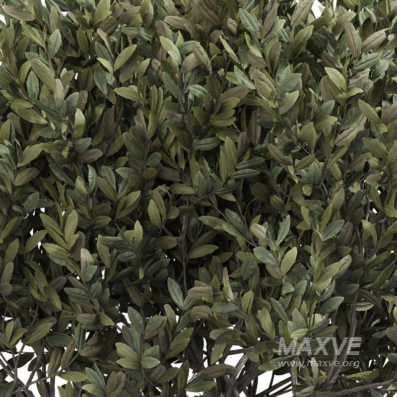 olive plant in pot - Image 3