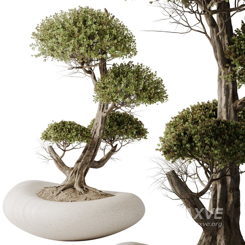 AV Indoor plants set 139 Bonsai Pinus Pentaphylla Thunbergi and Ficus Retusa Microcarpa Bonsai Ginseng - Image 5