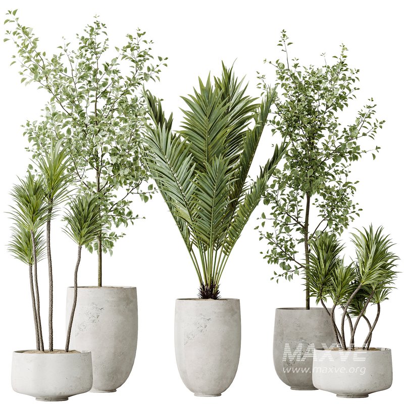 AV Indoor plants set 141 Beech Olea Europaea Olive and Aloifolia Rostrata Palm and Cyara Areca Palm - Image 9