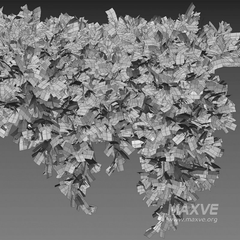 Juniperus procumbens – Garden Juniper 02 - Image 3