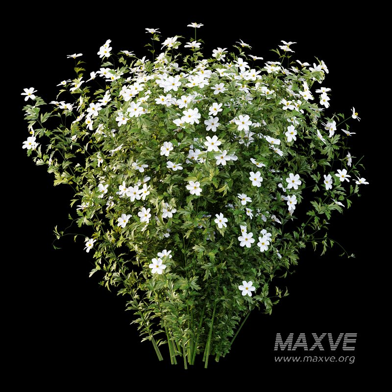 romneya coulter Plant 02 -4 Model - Image 1