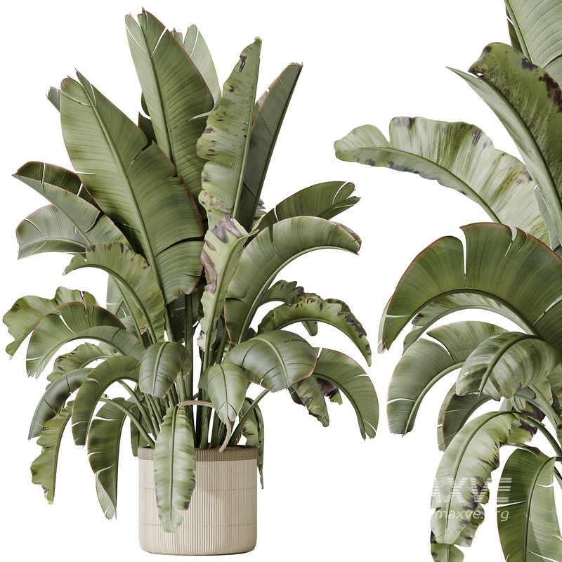 AV Indoor plants set 140 Ravenala Banana Strelitzia Nicolai Bird Of Paradise - Image 4