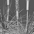 Xanthorrhoea Arborea - Thumbnail 4