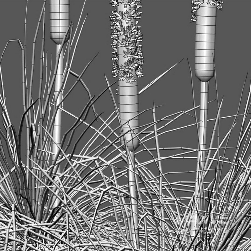 Xanthorrhoea Arborea - Image 4
