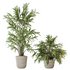 AV Indoor plants set 150 Lutescens Areca Palm and Ficus Cyathistipula and Paradise Kentia Everlasting - Thumbnail 5