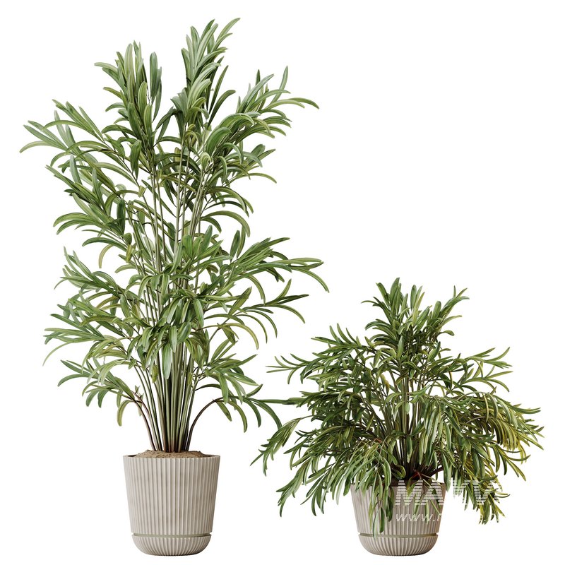 AV Indoor plants set 150 Lutescens Areca Palm and Ficus Cyathistipula and Paradise Kentia Everlasting - Image 5