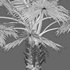 Bismarckia nobilis -Bismarck palm 02 - Thumbnail 4