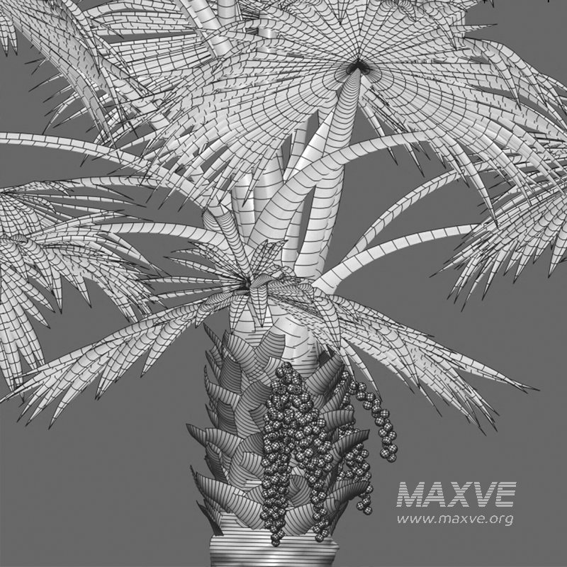 Bismarckia nobilis -Bismarck palm 02 - Image 4
