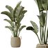 AV Indoor plants set 142 Ravenala Banana Strelitzia Nicolai Bird Of Paradise - Thumbnail 1