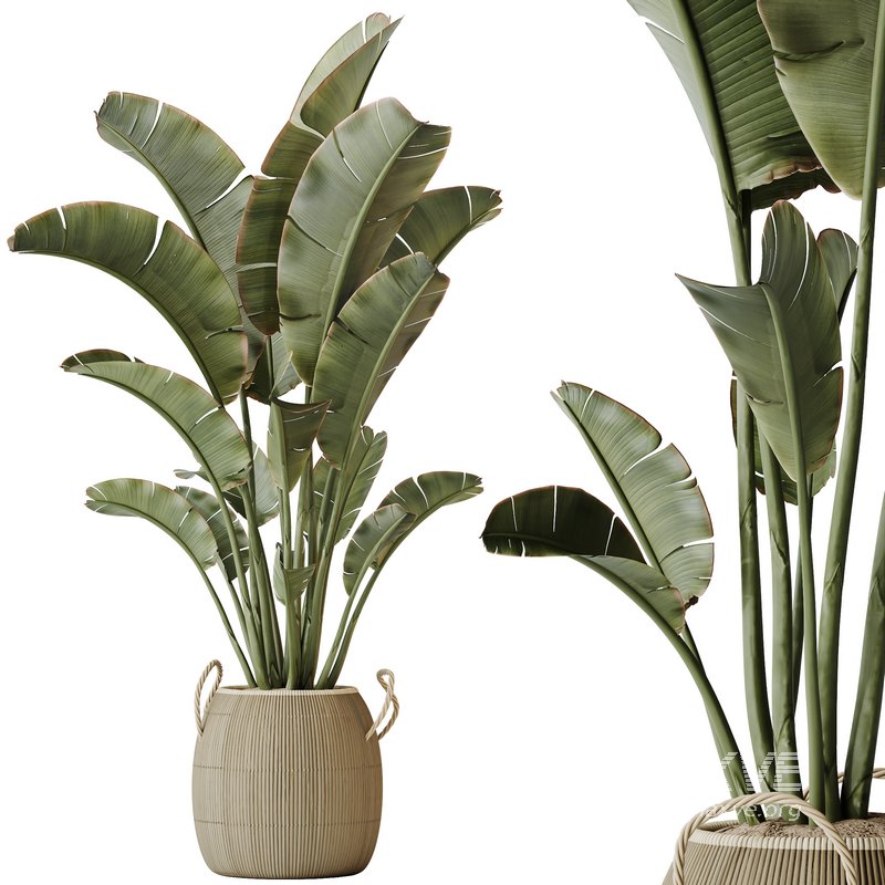 AV Indoor plants set 142 Ravenala Banana Strelitzia Nicolai Bird Of Paradise - Image 1