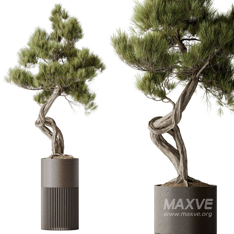 AV Indoor plants set 139 Bonsai Pinus Pentaphylla Thunbergi and Ficus Retusa Microcarpa Bonsai Ginseng - Image 9