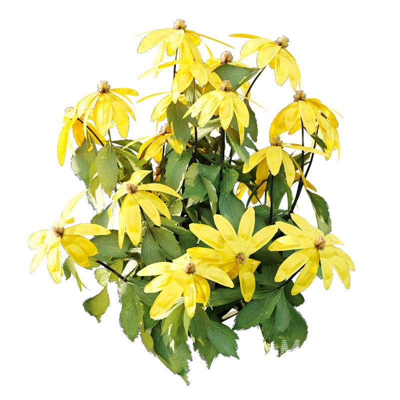 Rudbeckia laciniata Plant 01 - Image 6