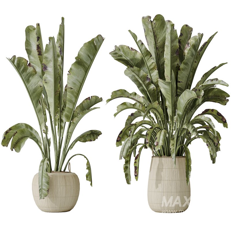 AV Indoor plants set 147 Ravenala Banana Strelitzia Nicolai Bird Of Paradise and Leccino Arbequina Wilsonii Chemlali Olive - Image 2