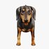 dachshund - Thumbnail 2