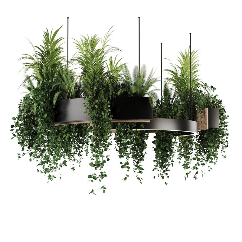 Indoorplants-Hanging plants set-83 - Image 7