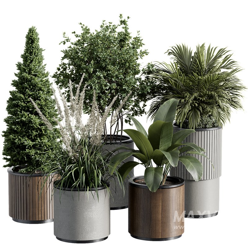 Outdoor Plant 36 - Image 4