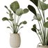AV Indoor plants set 142 Ravenala Banana Strelitzia Nicolai Bird Of Paradise - Thumbnail 3