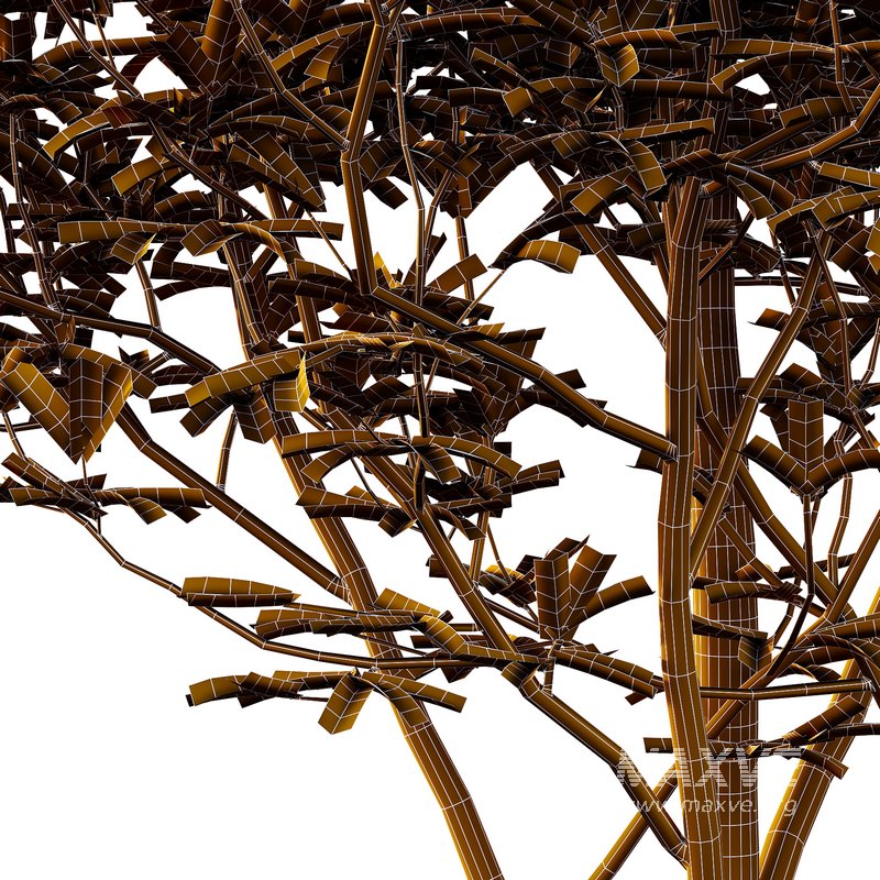 Argyrocytisus battandieri 02 -2 Plants - Image 2