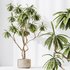 AV Indoor plants set 150 Lutescens Areca Palm and Ficus Cyathistipula and Paradise Kentia Everlasting - Thumbnail 10