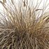 Muhlenbergia rigens -Deer Grass - Thumbnail 3