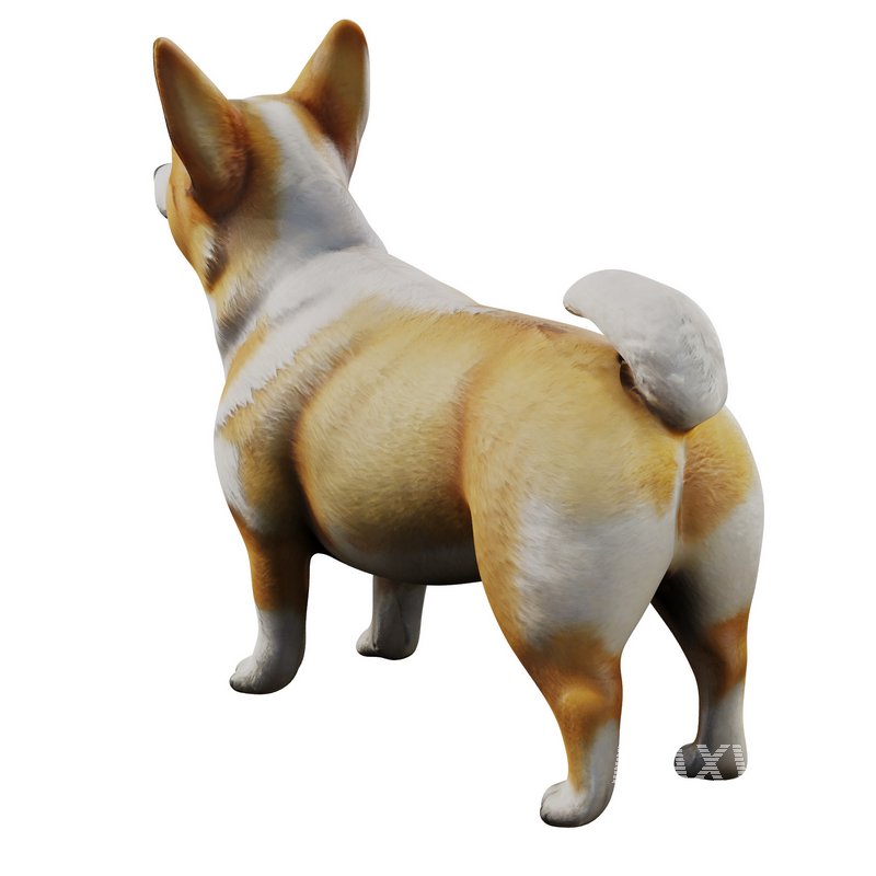 Corgi - Image 3