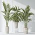 AV Indoor plants set 144 Areca Majesty Cat Reed Palm - Thumbnail 3