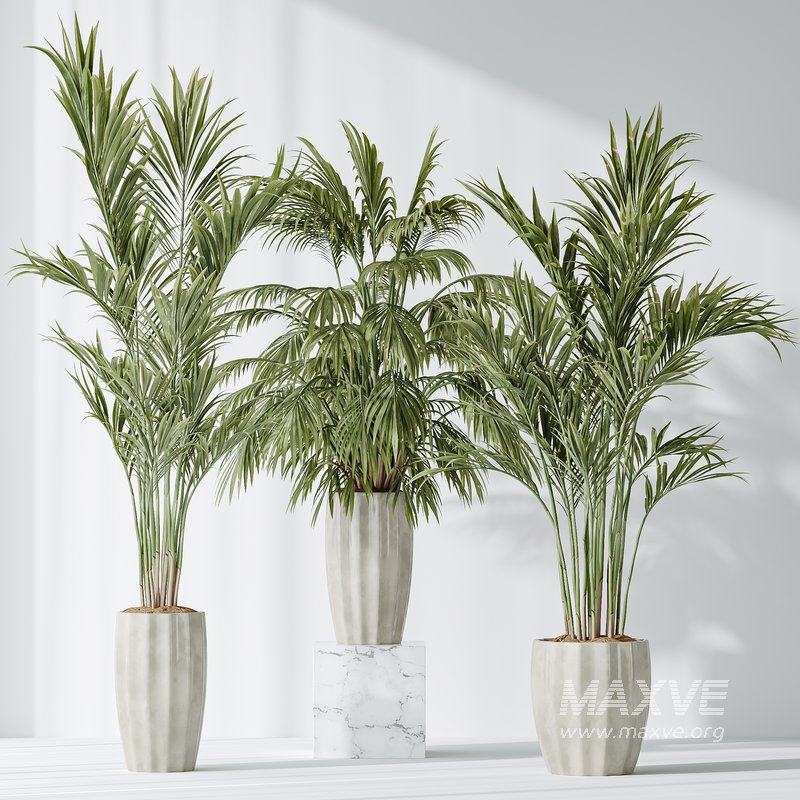 AV Indoor plants set 144 Areca Majesty Cat Reed Palm - Image 3