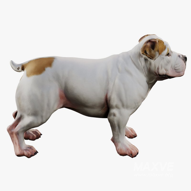 Bulldog - Image 3