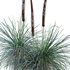 Xanthorrhoea Arborea - Thumbnail 3