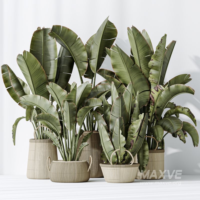 AV Indoor plants set 146 Ravenala Banana Strelitzia Nicolai Bird Of Paradise - Image 5
