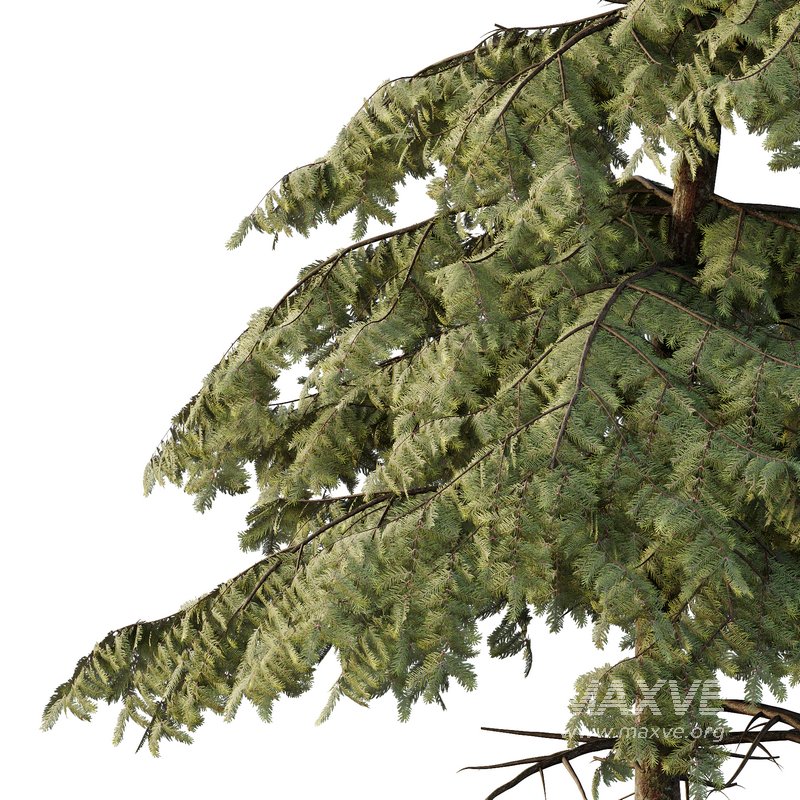 spruce tree11 - Image 3