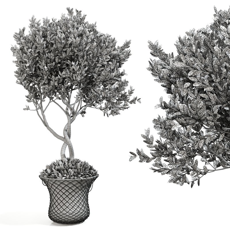 olive plant in pot - Image 4