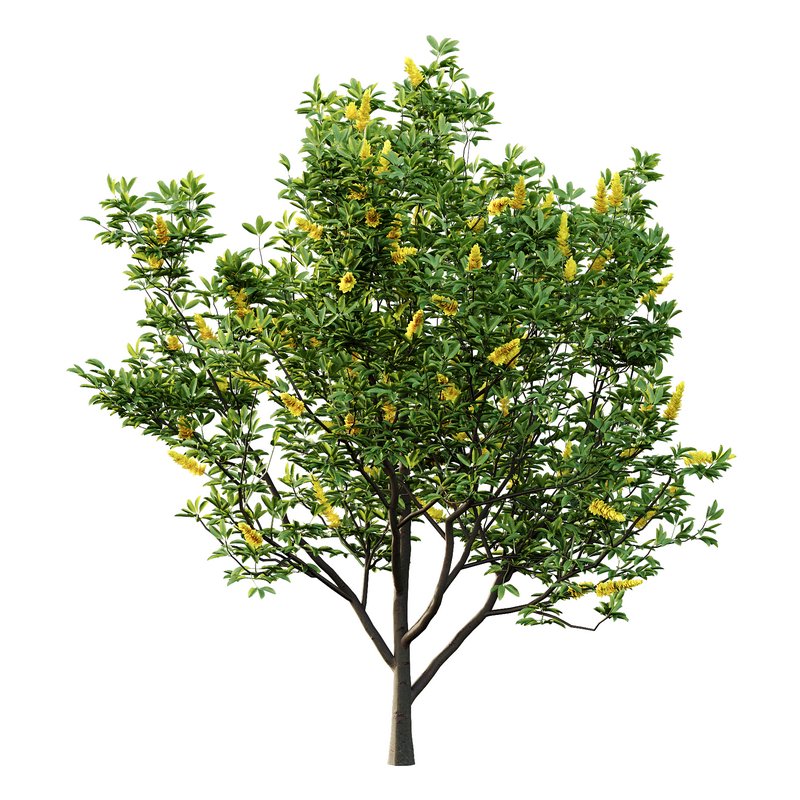 Argyrocytisus battandieri 05 -4 Plants - Image 4