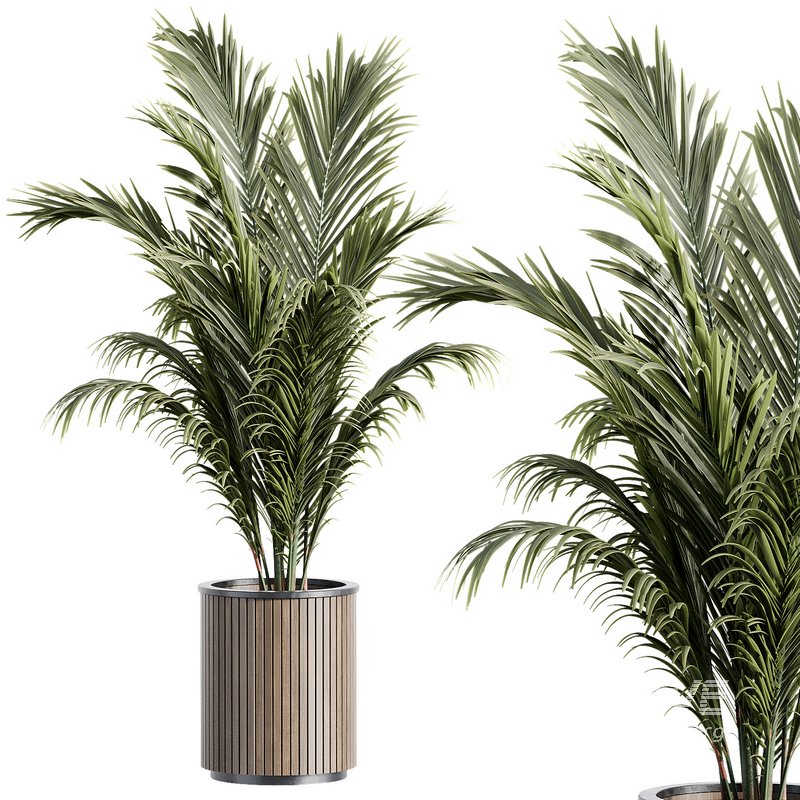 Outdoor Plant 35 - Image 3