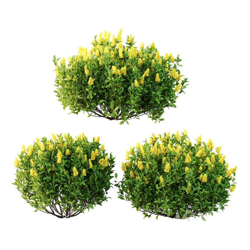 Argyrocytisus battandieri 08 -3 Plants - Image 3