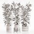 Modern Ficus Indoor Planters Set - Thumbnail 4