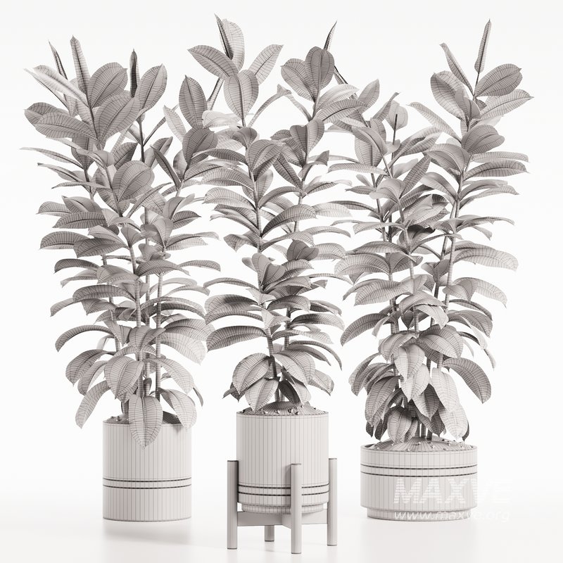 Modern Ficus Indoor Planters Set - Image 4