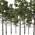Chamaecyparis thyoides Tree003 - Thumbnail 1