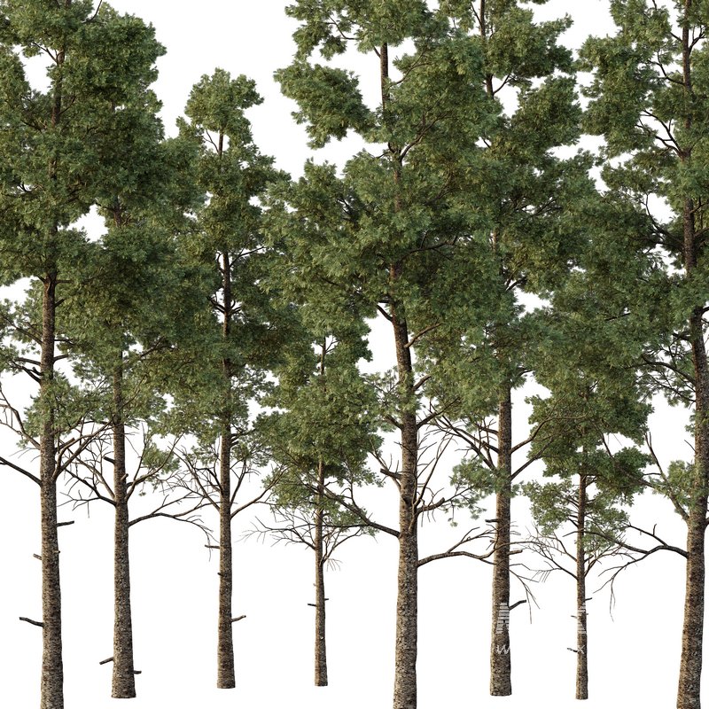 Chamaecyparis thyoides Tree003 - Image 1