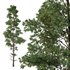 Chamaecyparis thyoides Tree01 - Thumbnail 1