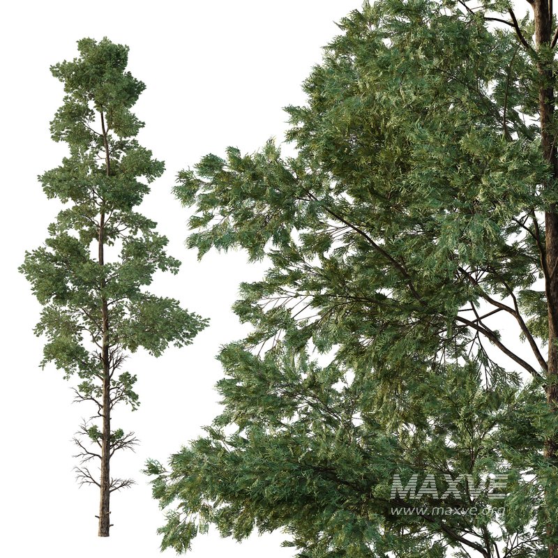 Chamaecyparis thyoides Tree01 - Image 1