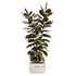 Modern Ficus Indoor Planters Set - Thumbnail 3