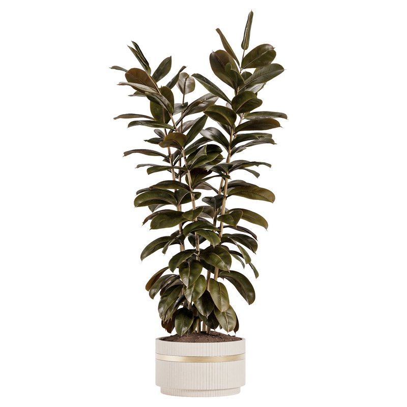 Modern Ficus Indoor Planters Set - Image 3