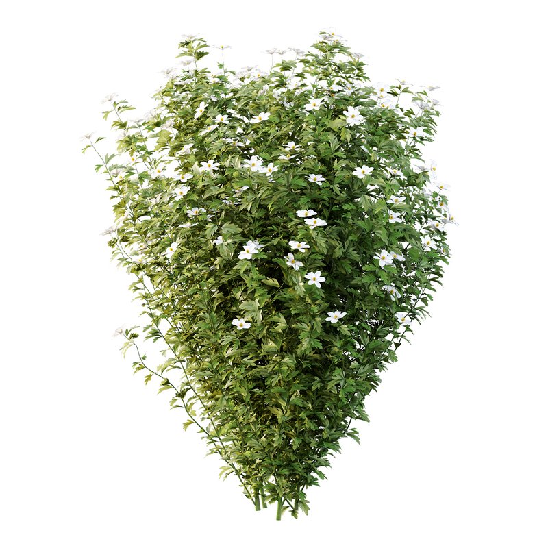 romneya coulter Plant 01 -4 Model - Image 1