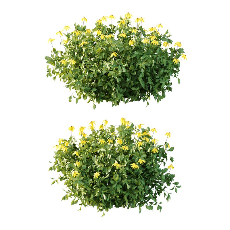 Rudbeckia laciniata Plant 03 - Image 1