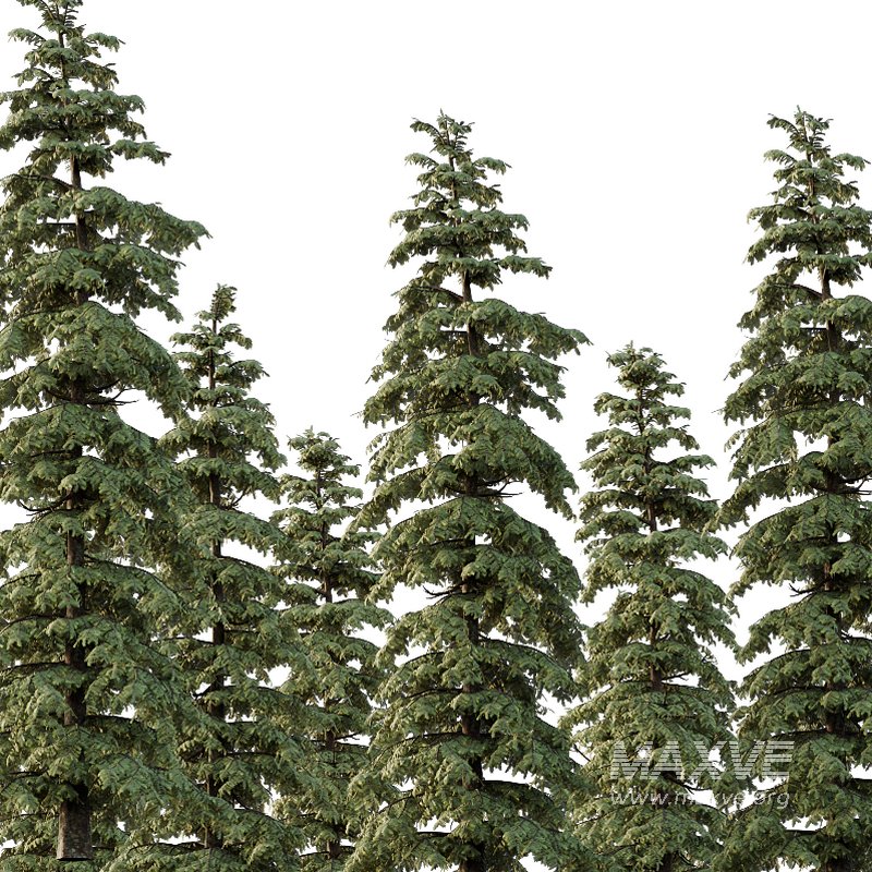 spruce tree10 - Image 2