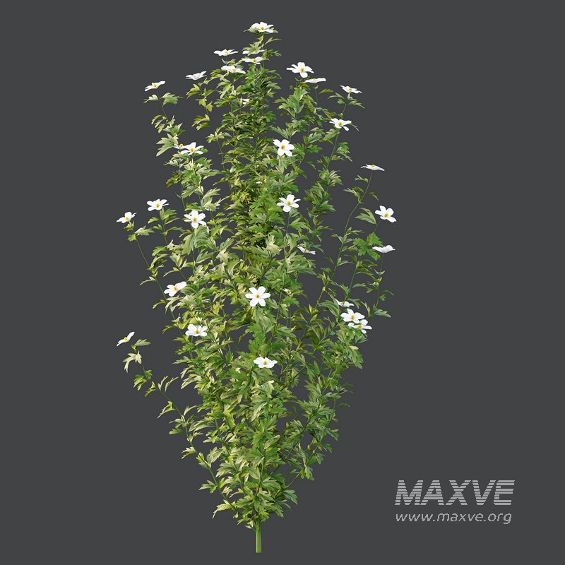 romneya coulter Plant 01 -4 Model - Image 2